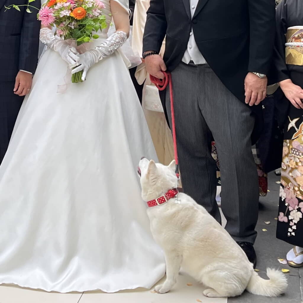 ウエディングドレスをまとう投稿者さんを見上げる小豆ちゃん