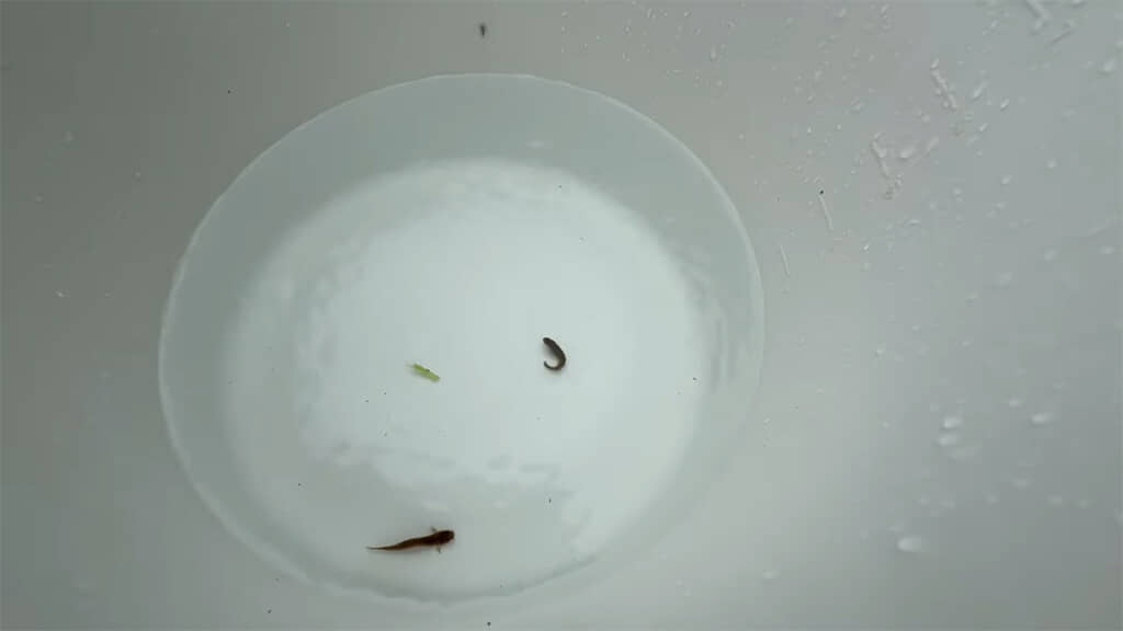 網の中には小さなホトケドジョウが