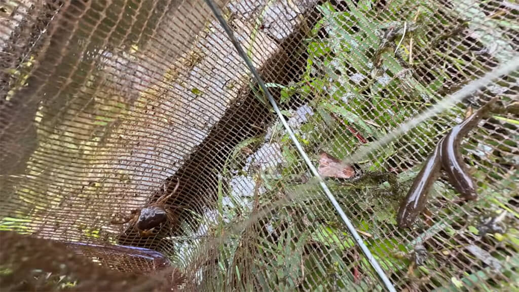 お魚キラーの中にはホトケドジョウとサワガニの姿が