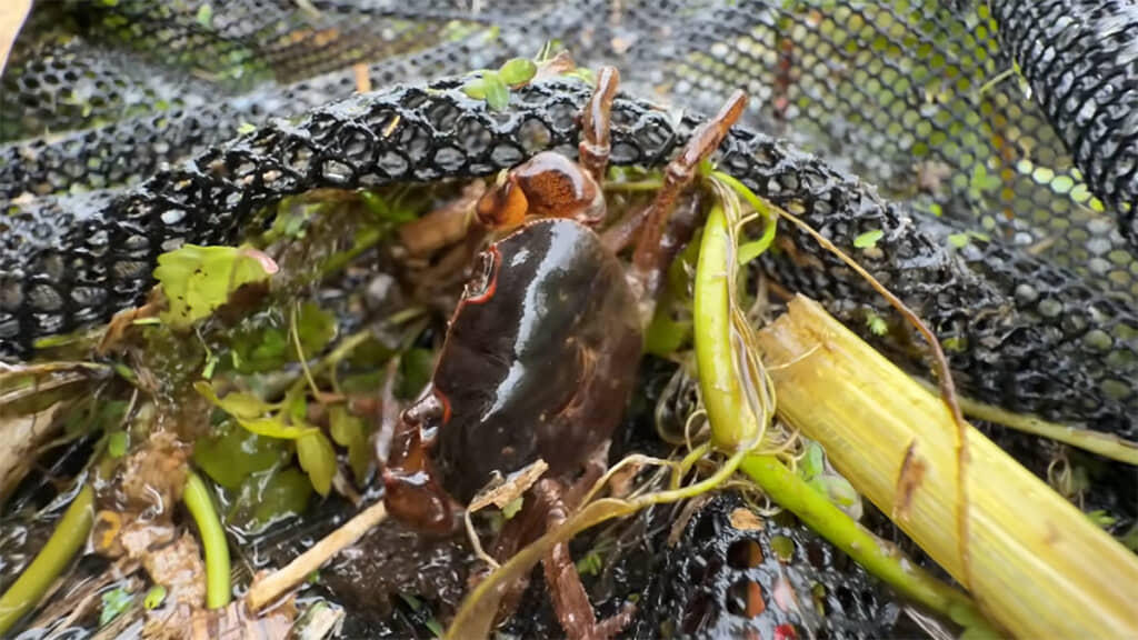 大きめなサワガニをゲット！