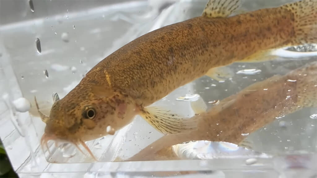 ホトケドジョウ、まんまるな目とヒゲがチャーミングです