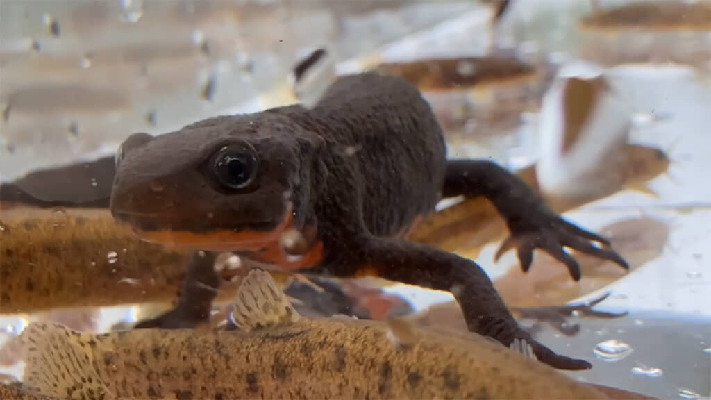 アカハライモリも丸くて大きな目がかわいい