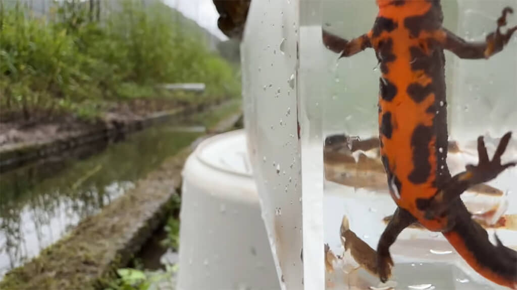 アカハライモリのおなかの色に驚き