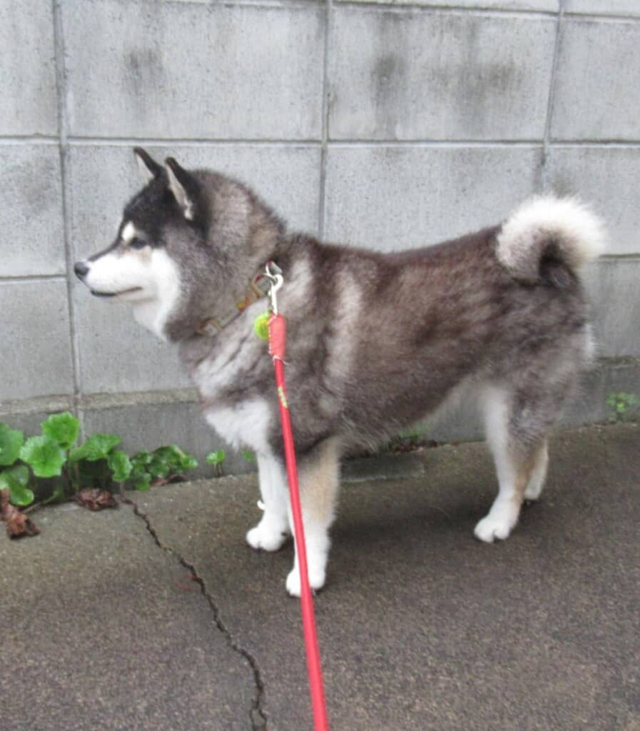 ハスキーにそっくりな柴犬のヤチちゃん
