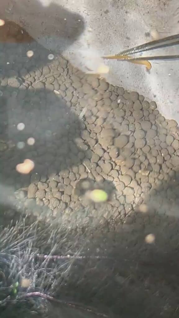 ようやく捕獲に成功