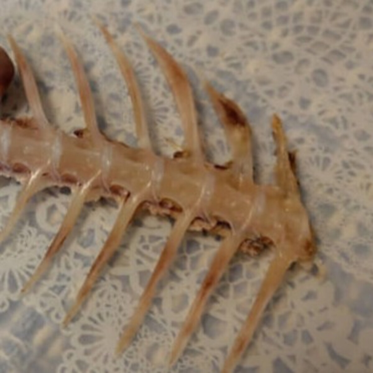 魚をきれいに食べ尽くし、骨を見たら……　「なんだこれ」突如現れた“予想外の物体”が2700万表示「すげぇぁえぇぇ」（1/4） | グルメ ねとらぼ