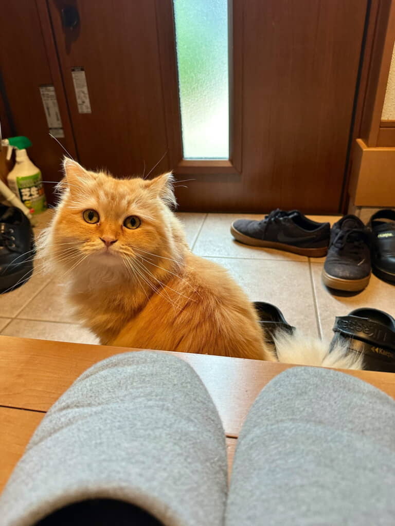 あれ？　寂し気なオーラはどこへ……