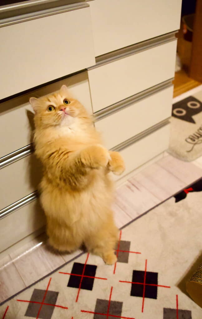 猫パンチを伝授するエマちゃん