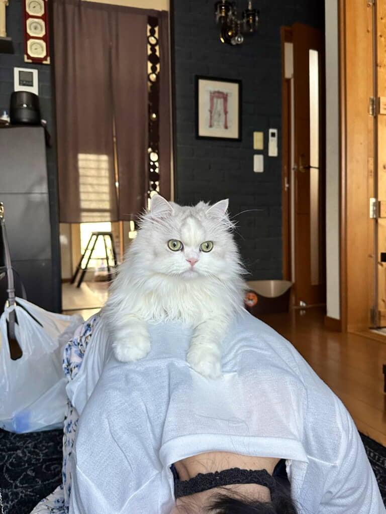 ママの背中で遊んでアピールするノーマンくん