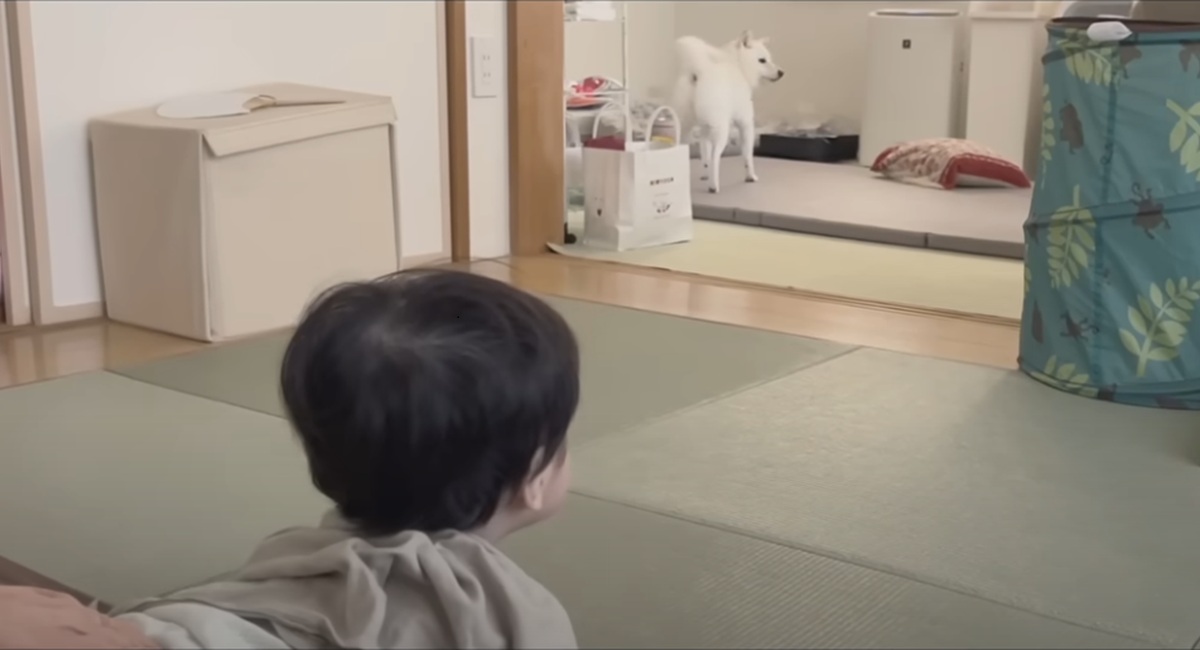 赤ちゃんが柴犬に一声かけると……「柴ってほんとオモロイｗ」　まさかの反応が93万再生「前世人だったのかな？」（1/3） | 犬 ねとらぼ