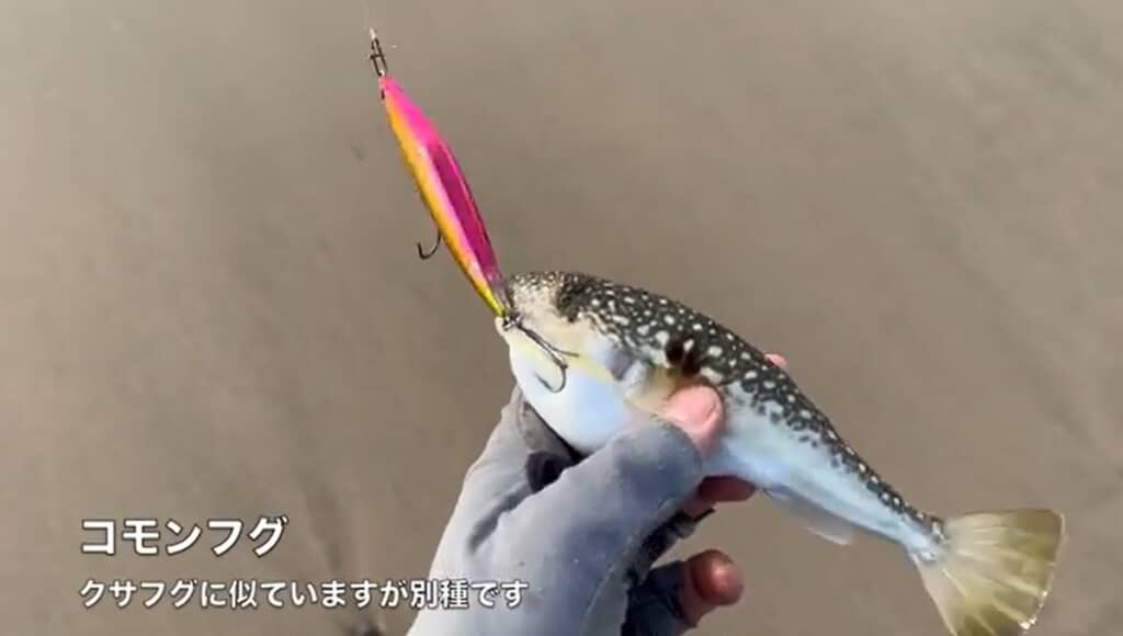 コモンフグでした