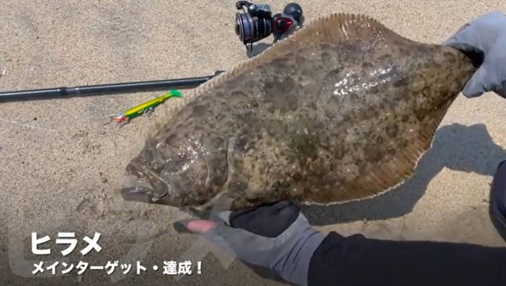 ヒラメが釣れました