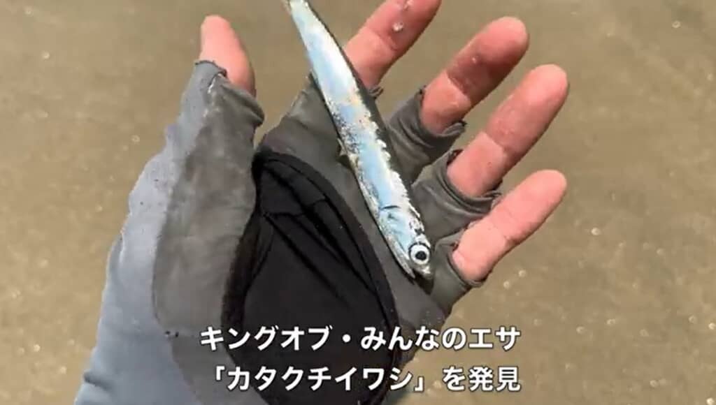 カタクチイワシを発見しました