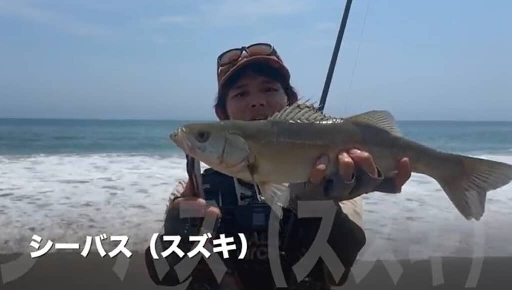 シーバス（スズキ）が釣れました