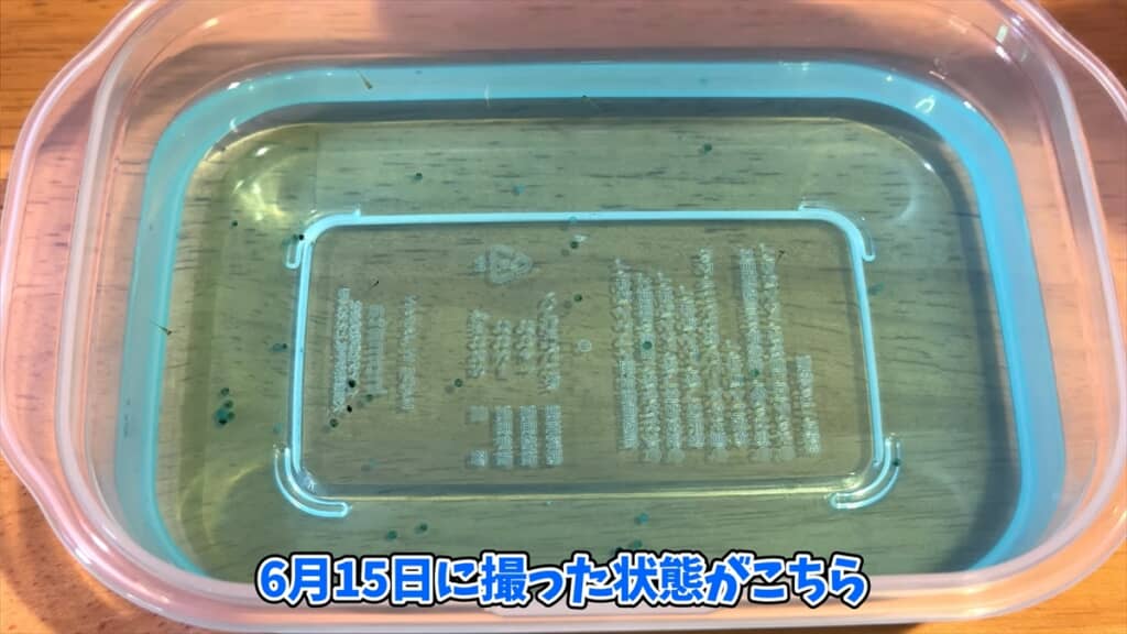 ヤフオクで落札した“高級メダカミックス卵”を孵化させてみた