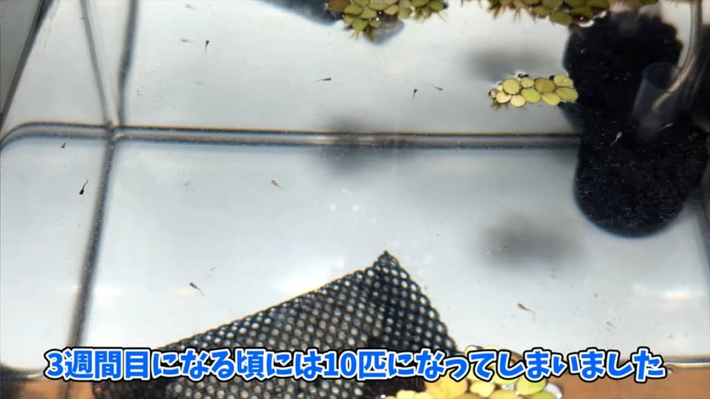 ヤフオクで落札した“高級メダカミックス卵”を孵化させてみた
