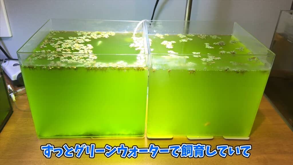 ヤフオクで落札した“高級メダカミックス卵”を孵化させてみた