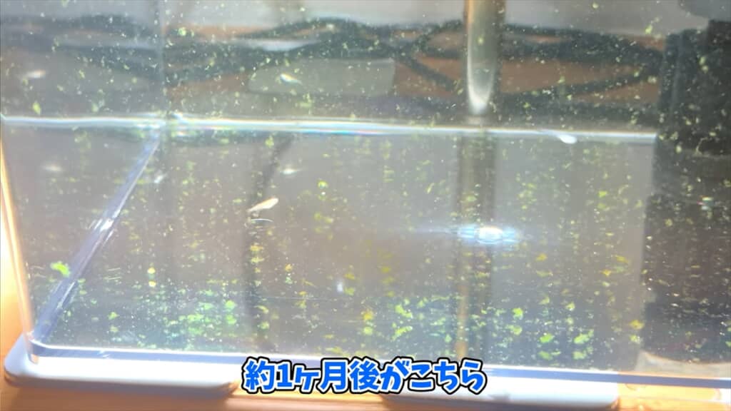 ヤフオクで落札した“高級メダカミックス卵”を孵化させてみた