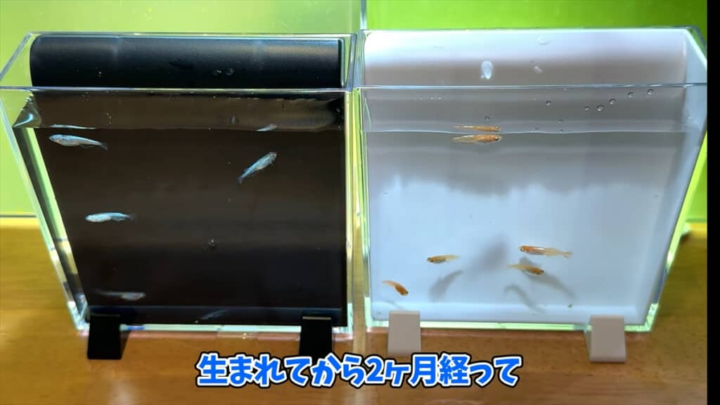 ヤフオクで落札した“高級メダカミックス卵”を孵化させてみた