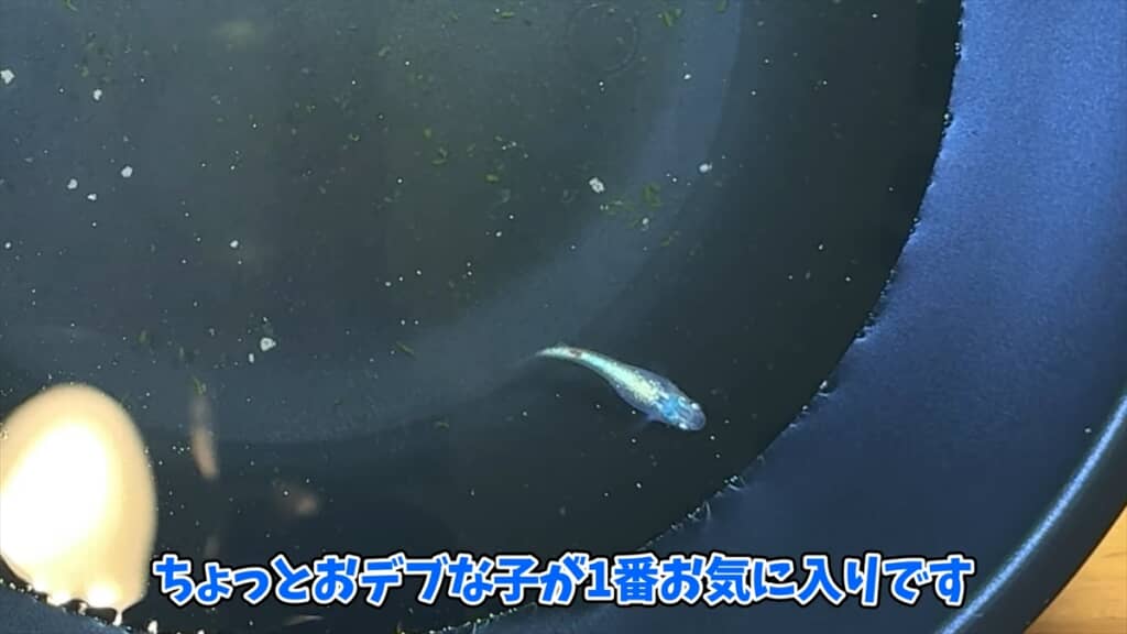 ヤフオクで落札した“高級メダカミックス卵”を孵化させてみた