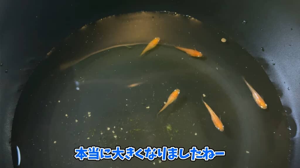 ヤフオクで落札した“高級メダカミックス卵”を孵化させてみた