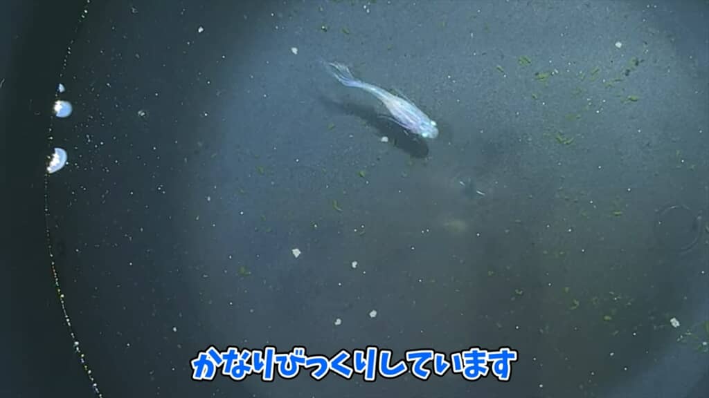 ヤフオクで落札した“高級メダカミックス卵”を孵化させてみた