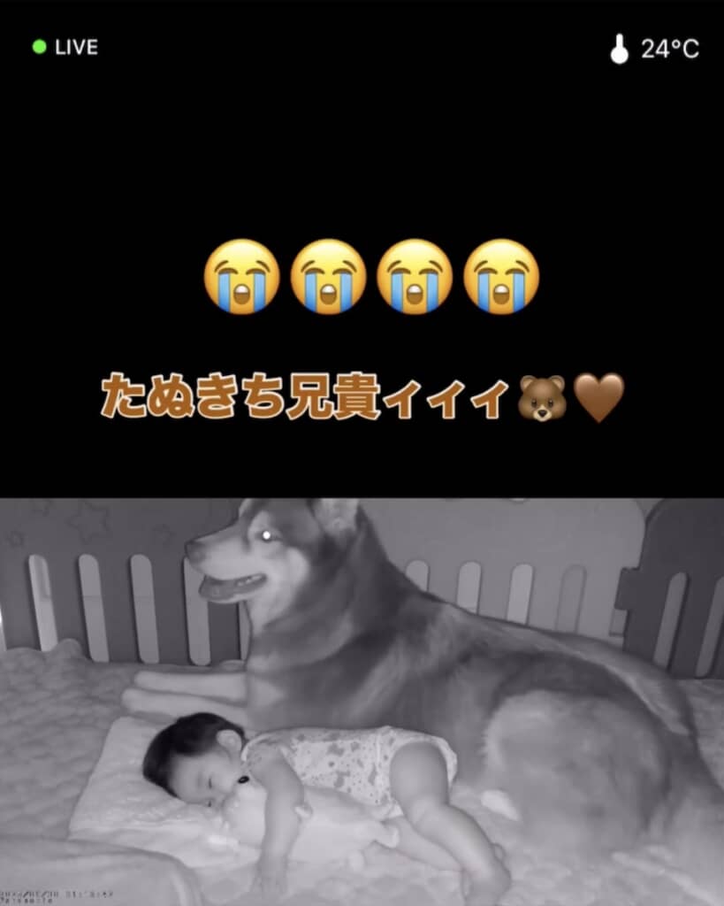 たぬきちくん！