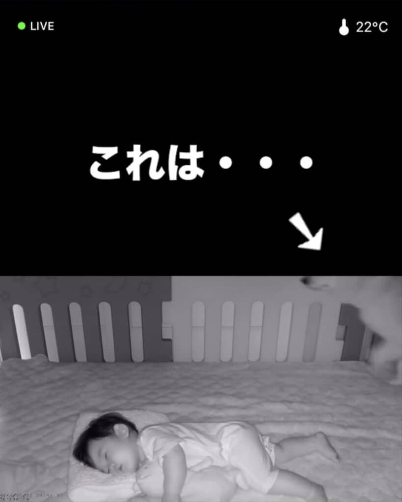 今回やって来たのは……