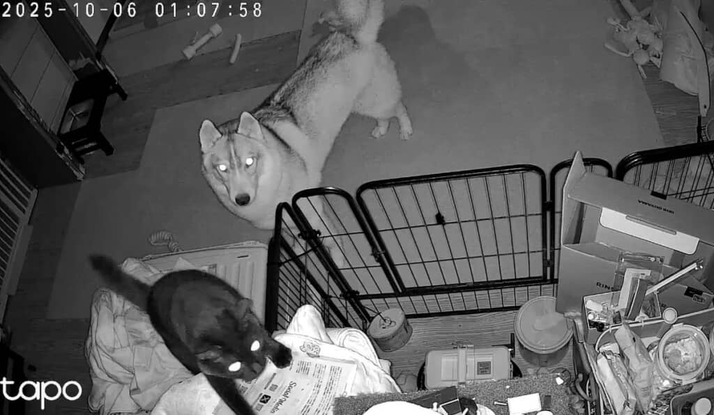 おやつを奪取しようとするキキくんと、期待して待つ福丸くん