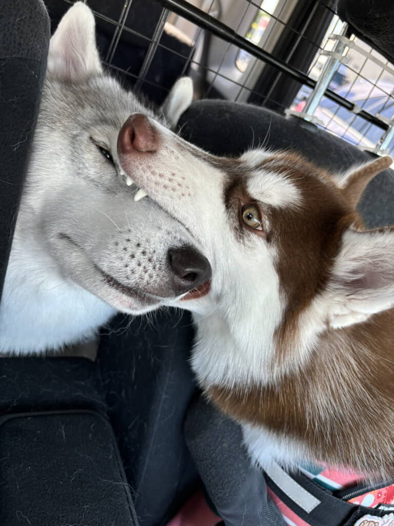 妹によく食べられます