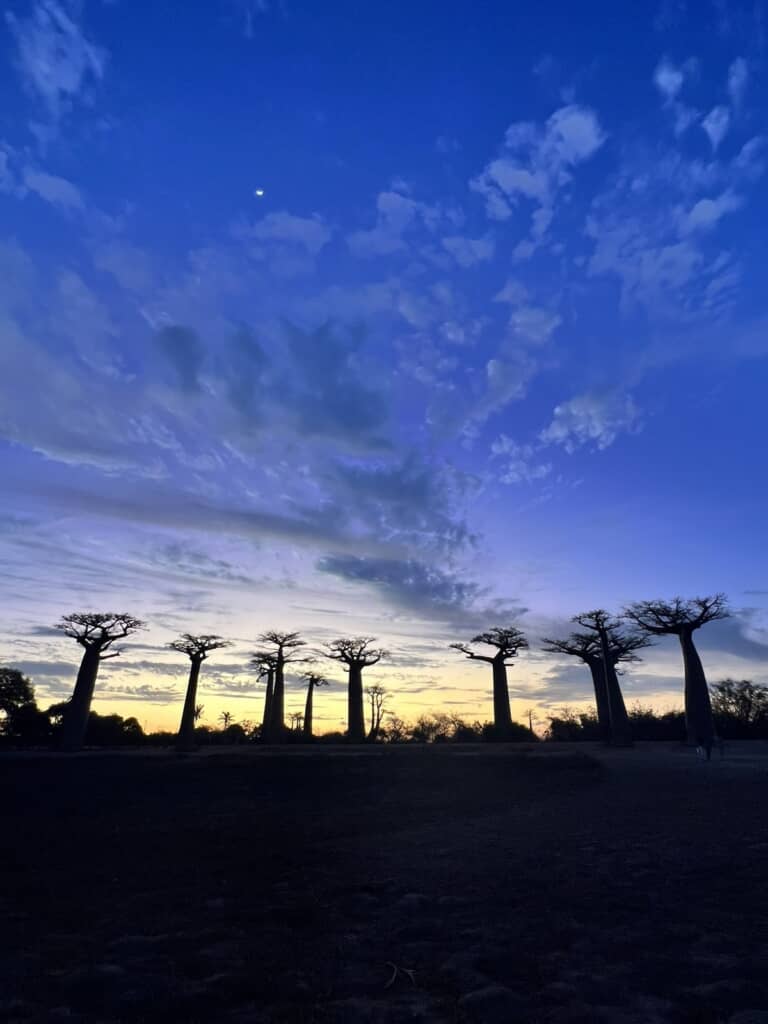 はせさんが実際に見た本物のバオバブの木