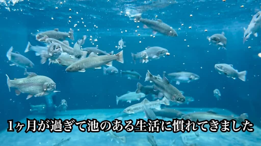 自宅の庭に作った水族館みたいな池
