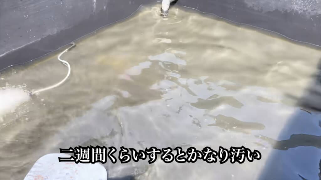 自宅の庭に作った水族館みたいな池