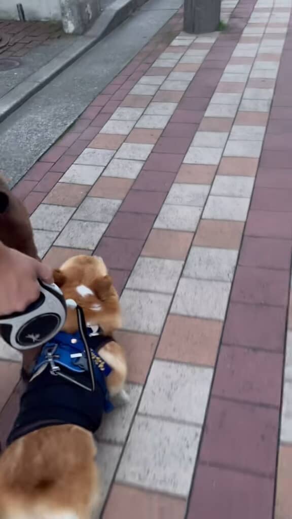 あれ、なんか感触が違うぞ……