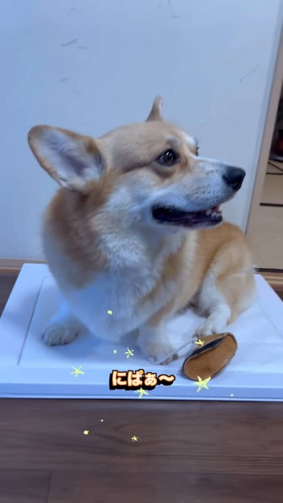 お気に入りのオモチャを見つけてご満悦