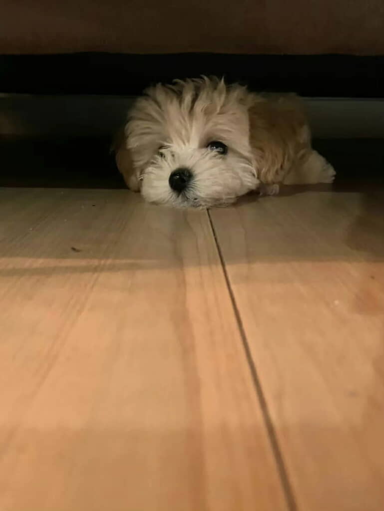 狭いところが好き