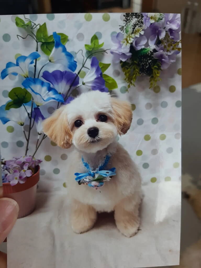 アフターぽっちゃん