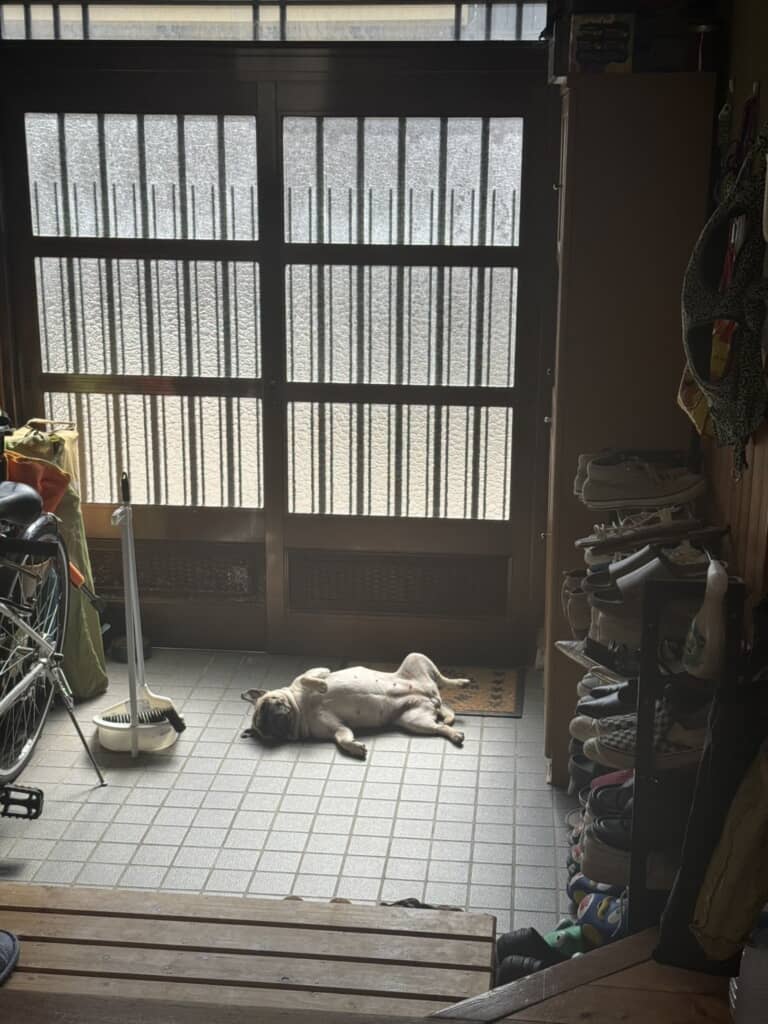 玄関で超絶リラックス睡眠中のうめちゃん
