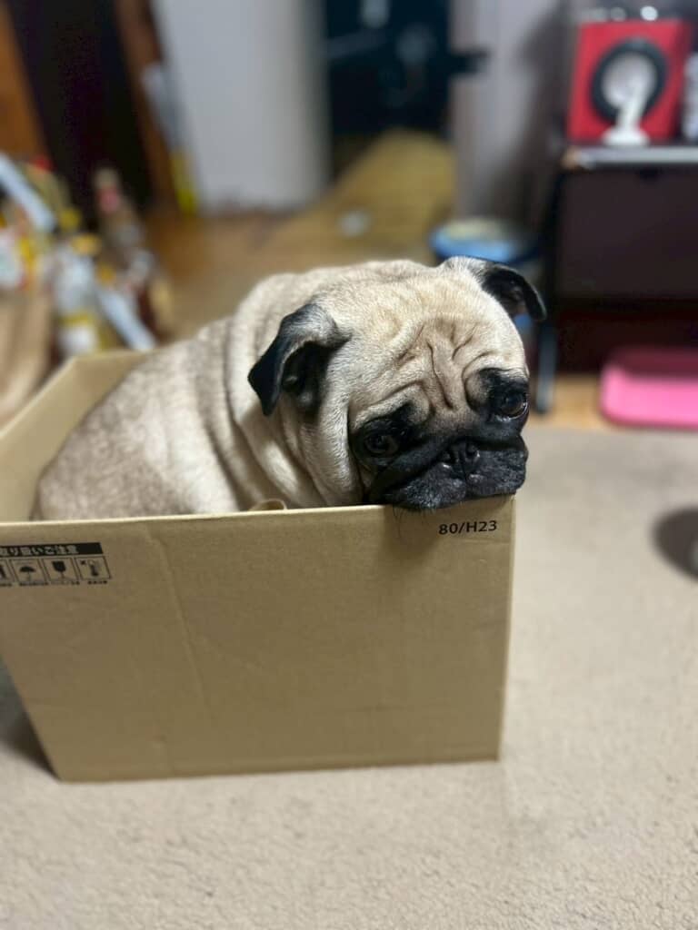 うめちゃんのお届け物？