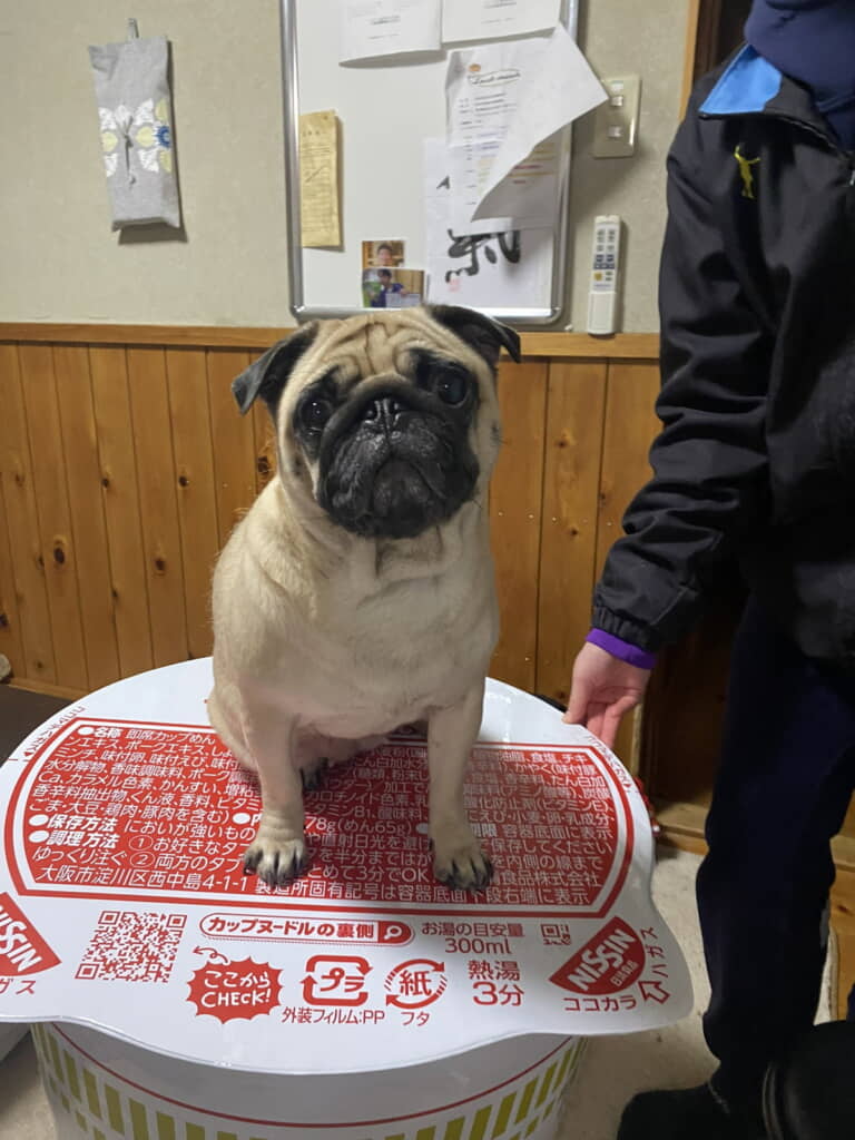 巨大なカップもうめちゃんが押さえてくれます