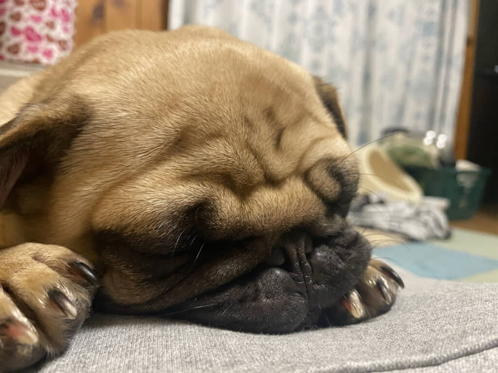 スヤスヤうめちゃん