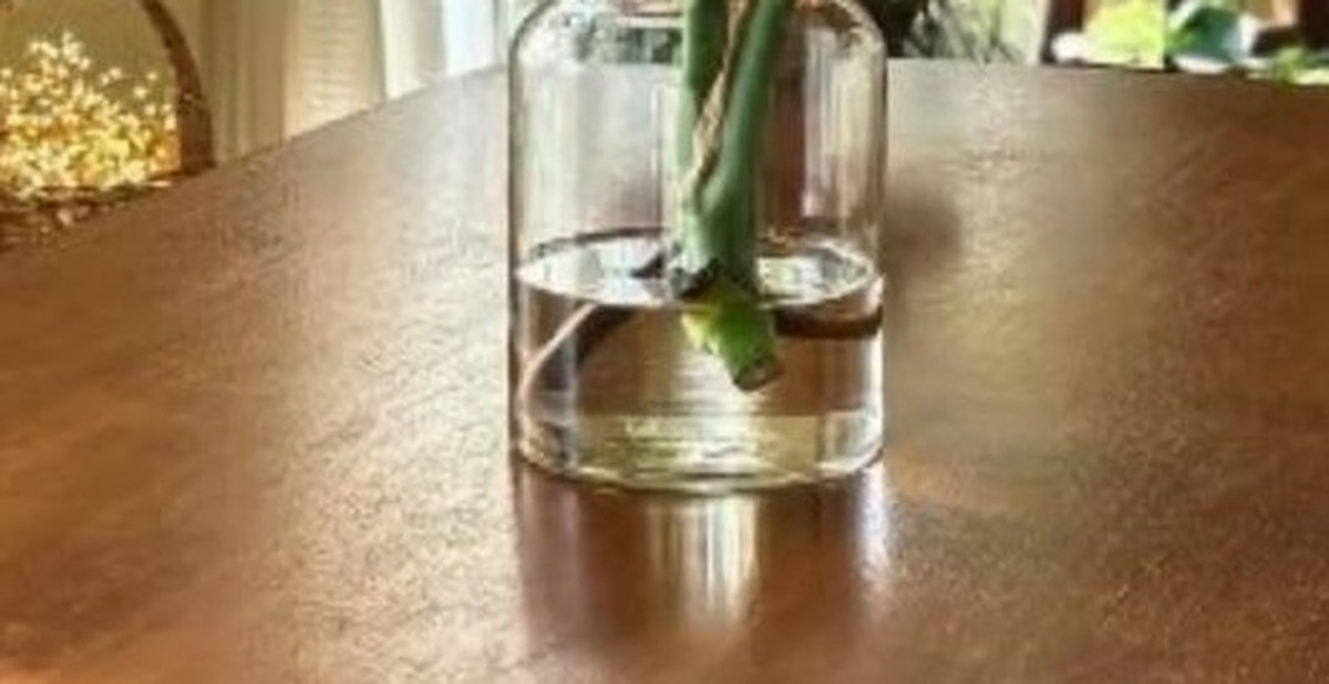 モンステラ×花瓶　水だけでデカく育てると……「これはアリ！」映えまくる“成長後”に反響（1/3） | ライフハック ねとらぼ