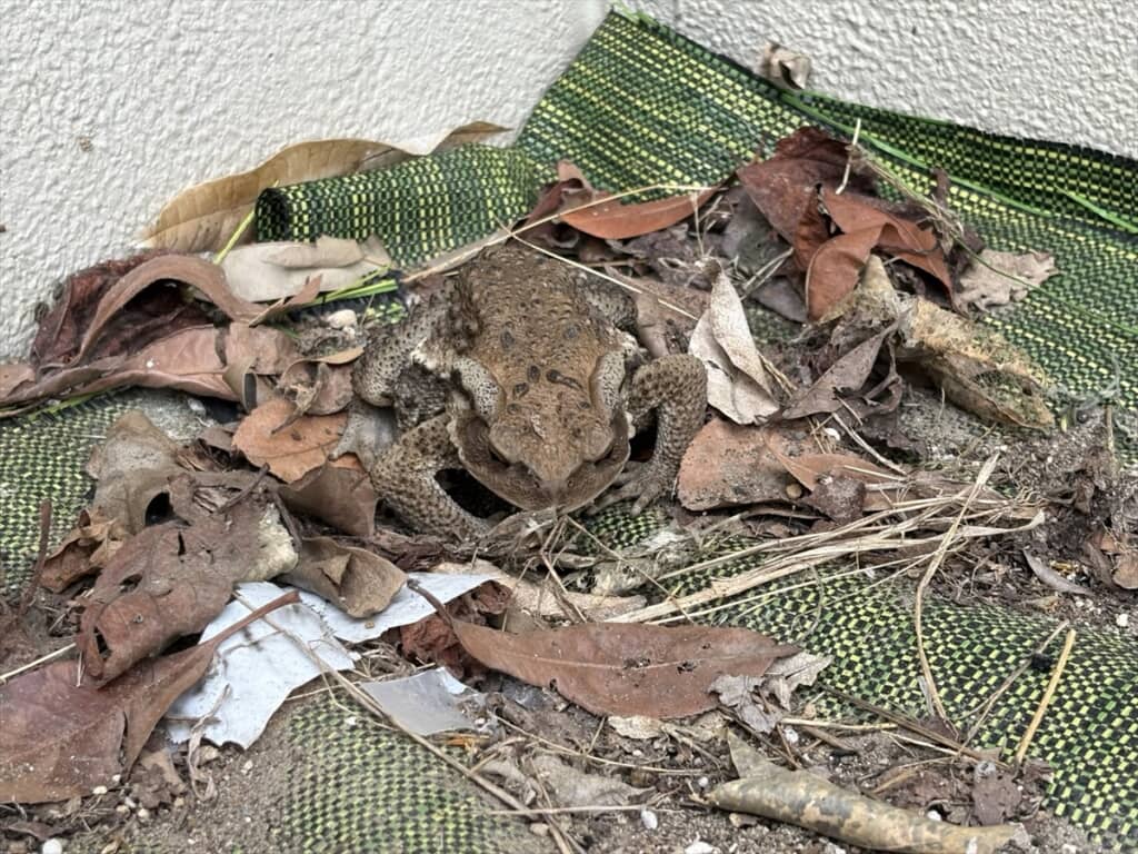 大きなカエルがドン！