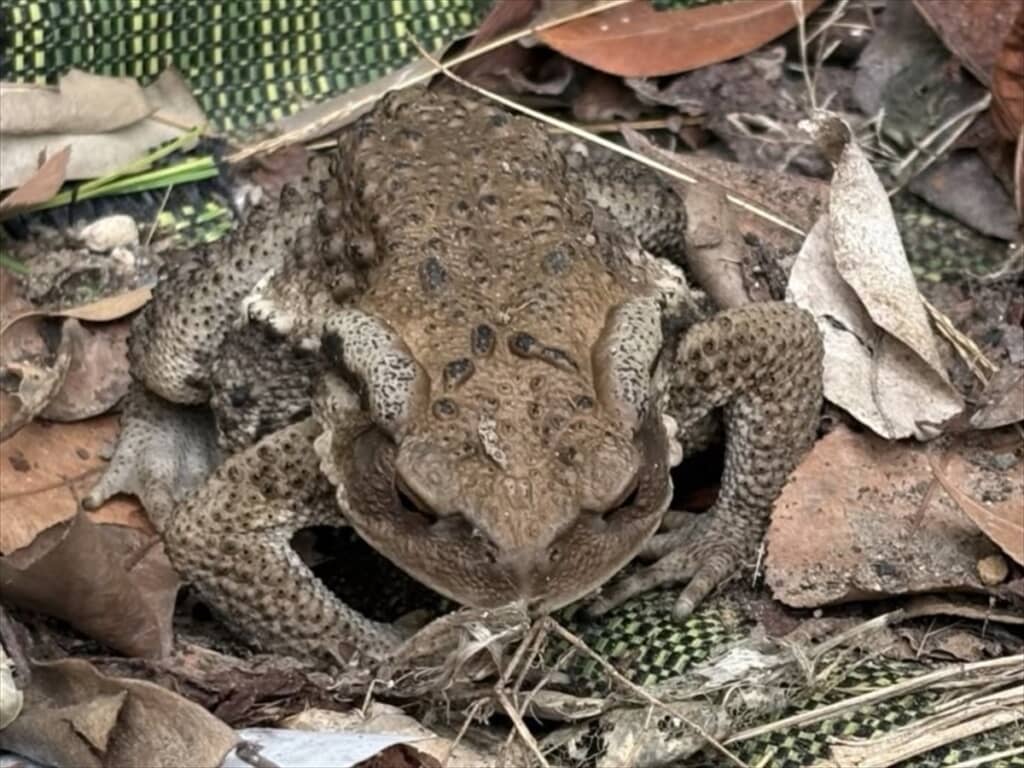 ヒキガエルと遭遇