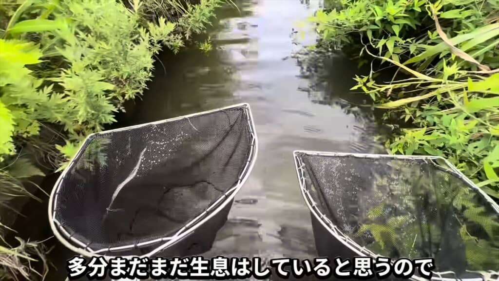 外来種の巣窟になった用水路でガサガサ捕獲