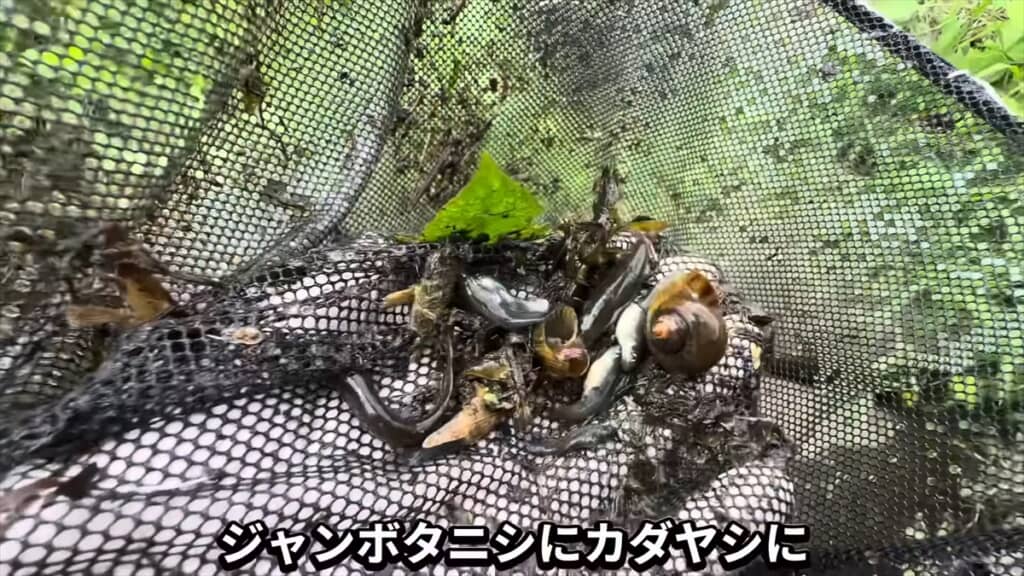 外来種の巣窟になった用水路でガサガサ捕獲