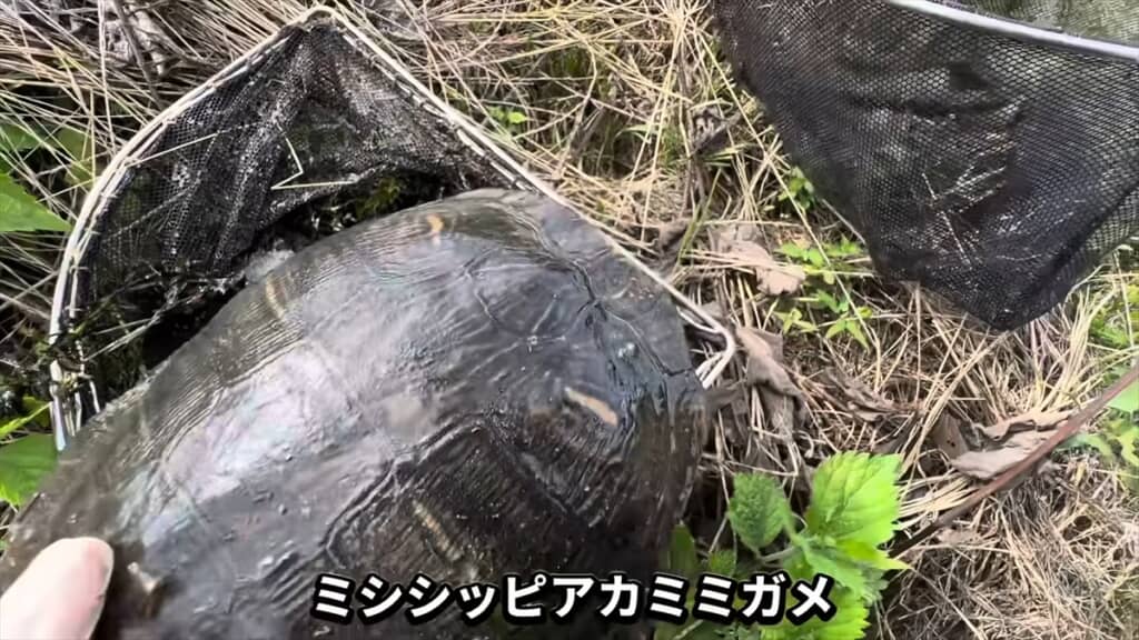 外来種の巣窟になった用水路でガサガサ捕獲