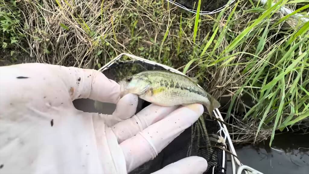 外来種の巣窟になった用水路でガサガサ捕獲