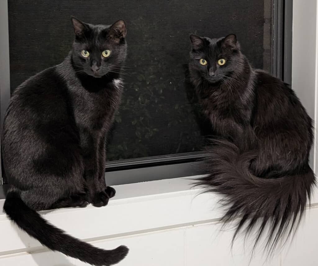 しゅっとしたしっぽのベアさんと、ふさふさのしっぽを持つモアさん