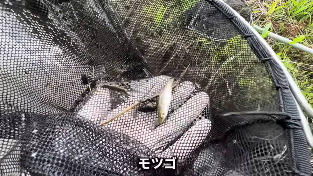 外来種の巣窟になった用水路でガサガサ捕獲